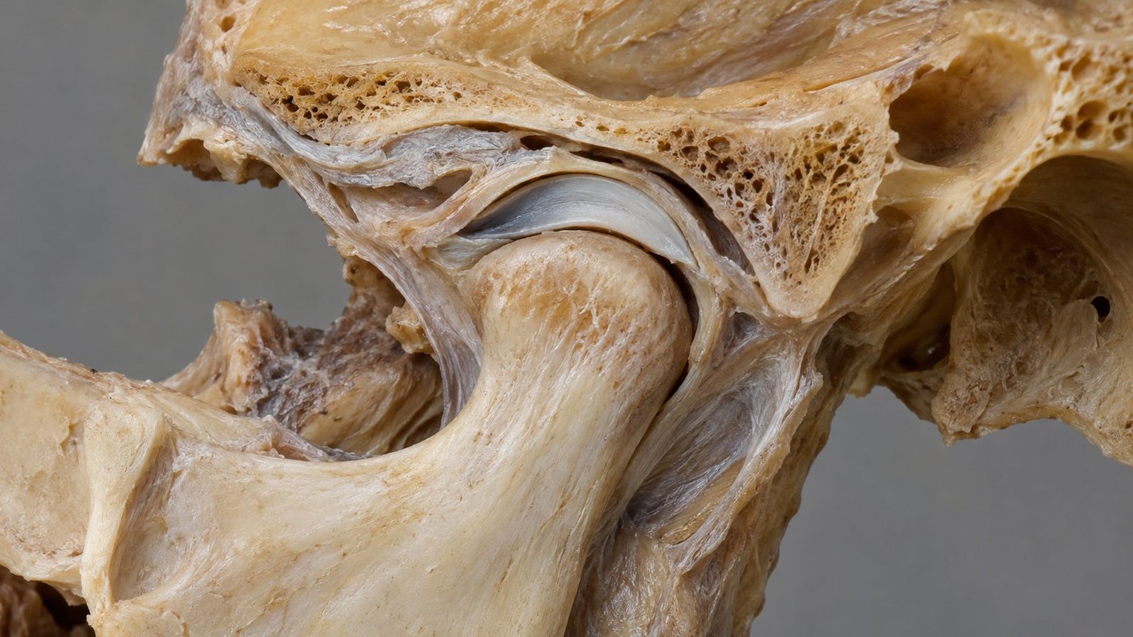 Articolazione temporomandibolare: preparato anatomico
